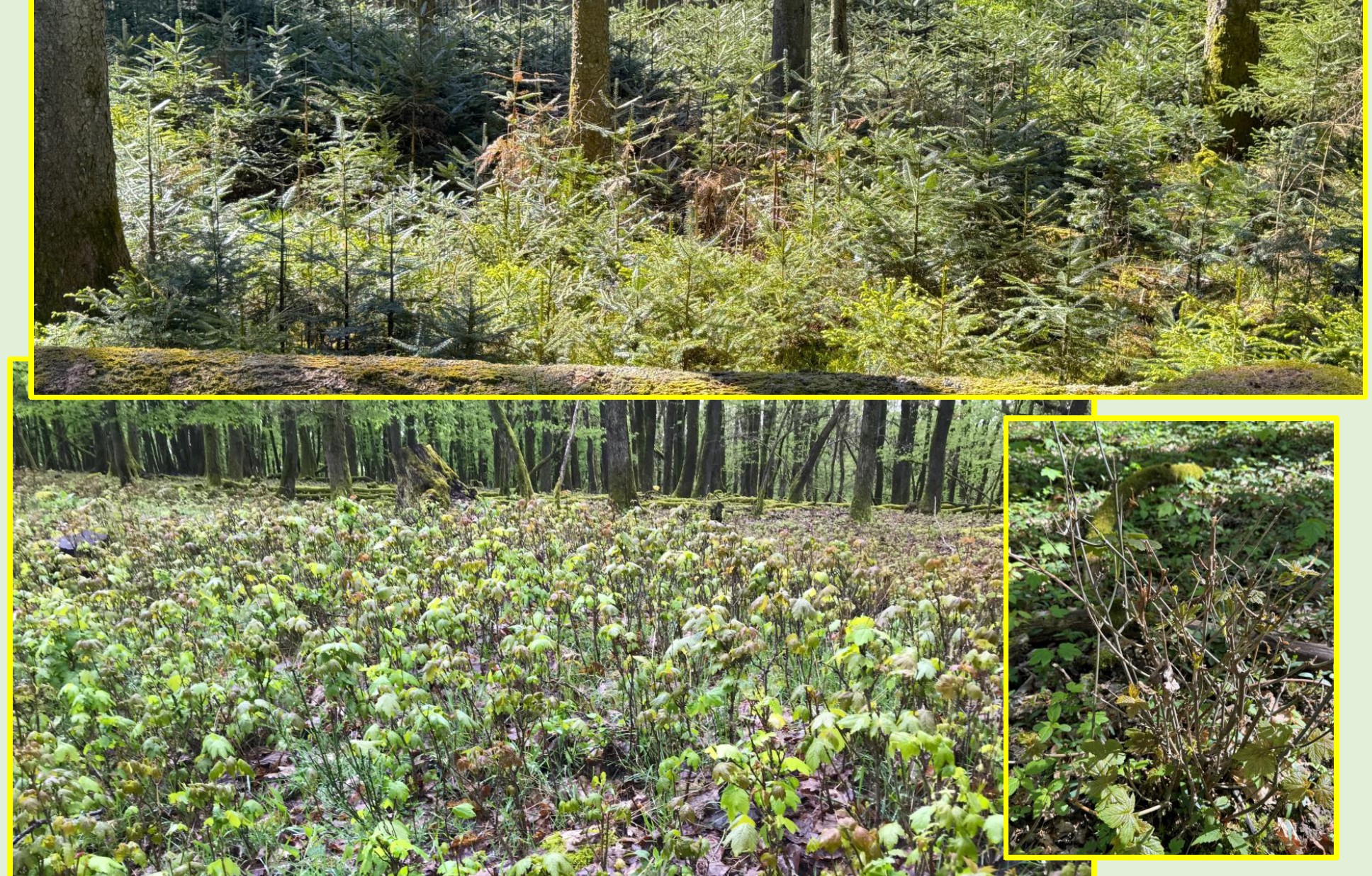 Mehr über den Artikel erfahren Hilfe zur Selbsthilfe: Forstbetriebsgemeinschaften im Saarland unterstützen Waldbesitzende bei der Ermittlung des Schalenwildeinflusses